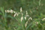 Threeflower melicgrass